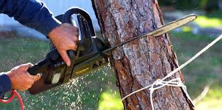 Best Tree Cabling and Bracing  in Desert Aire, WA