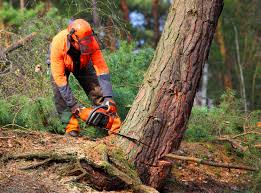 Best Fruit Tree Pruning  in Desert Aire, WA