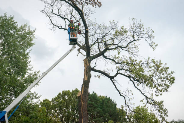 Best Storm Damage Tree Cleanup  in Desert Aire, WA