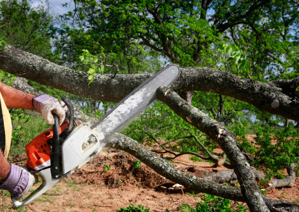 How Our Tree Care Process Works  in  Desert Aire, WA